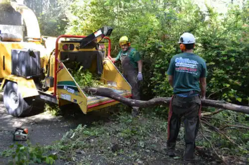 tree services Millbrook